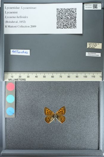 Media type: image;   Entomology 183544